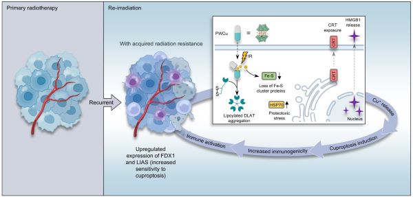 Copper-Based Nanocapsules Enhance Radiotherapy Effectiveness